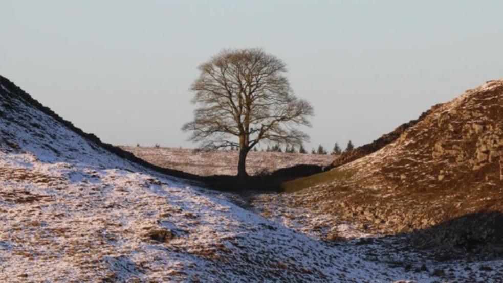 The Sycamore Gap tree is surrounded by snow and frost on the ground. The tops of a number of trees can be seen in the distance behind it.