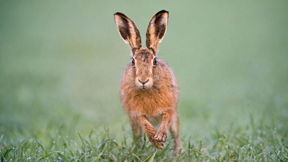 Hare