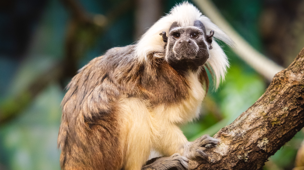 Cotton-top tamarin at Folly Farm in Pembrokeshire