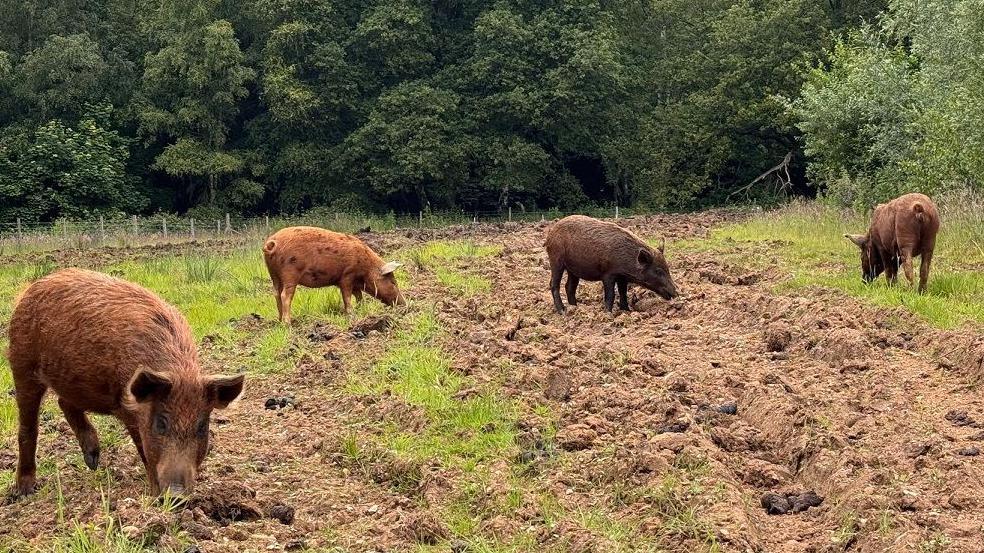 3 Ironage pigs snuffle along the ground of a grass and mud field. They are reddish brown. There is a wood behind them.