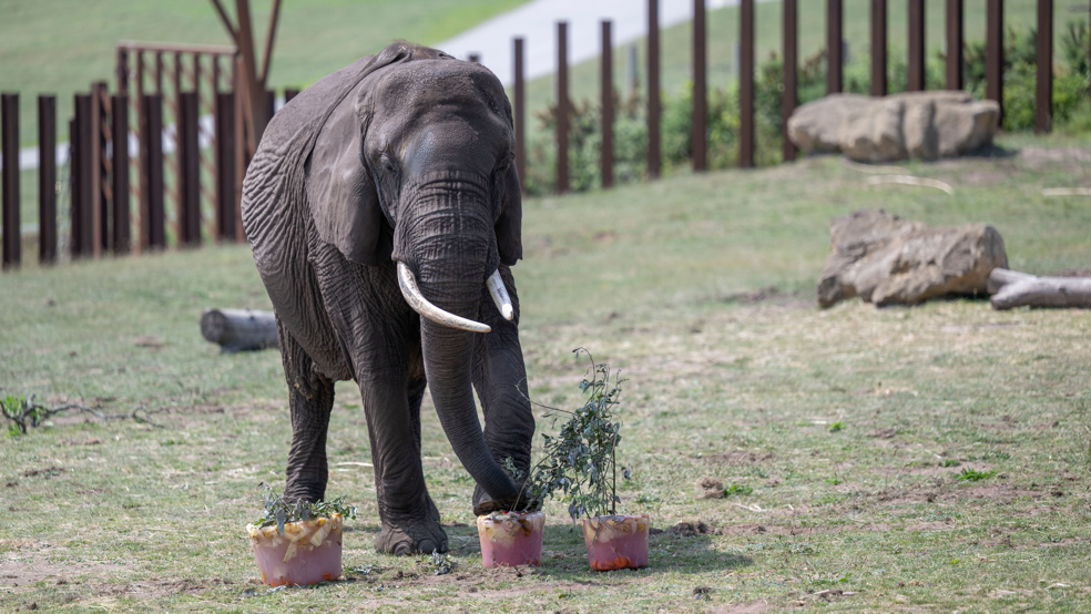 An elephant in a grassy enclosure with three ice blocks filled with fruit and leaves on the ground next to it