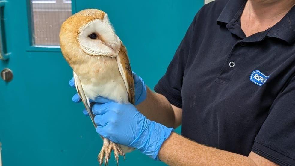 A woman holding an owl in her hands. She is wearing a navy polo shirt with an RSPCA logo on it and has her hands - which are wearing blue gloves - around the body of the barn owl which is looking directly at her.