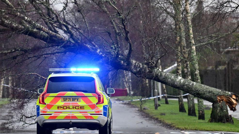 Police car in the road with its blue lights on, parked safely in front of a fallen tree.