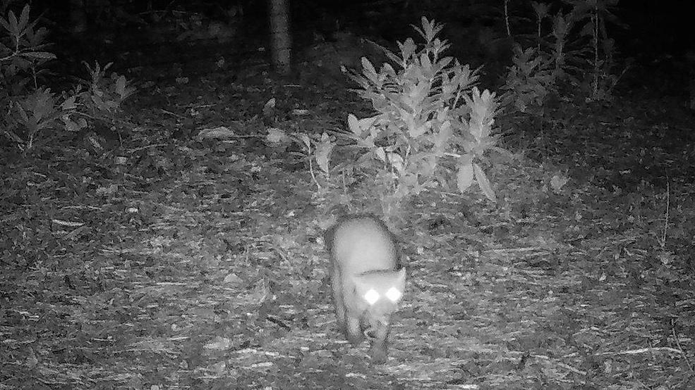 A night-time picture of a pine marten wandering through a woodland clearing.