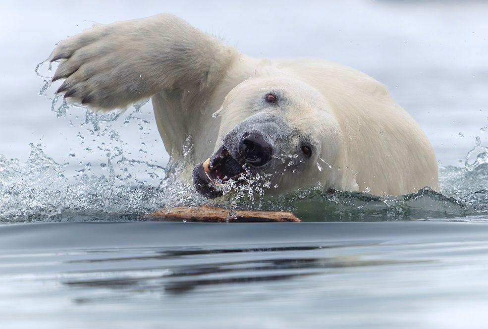 A polar bear in the water. 