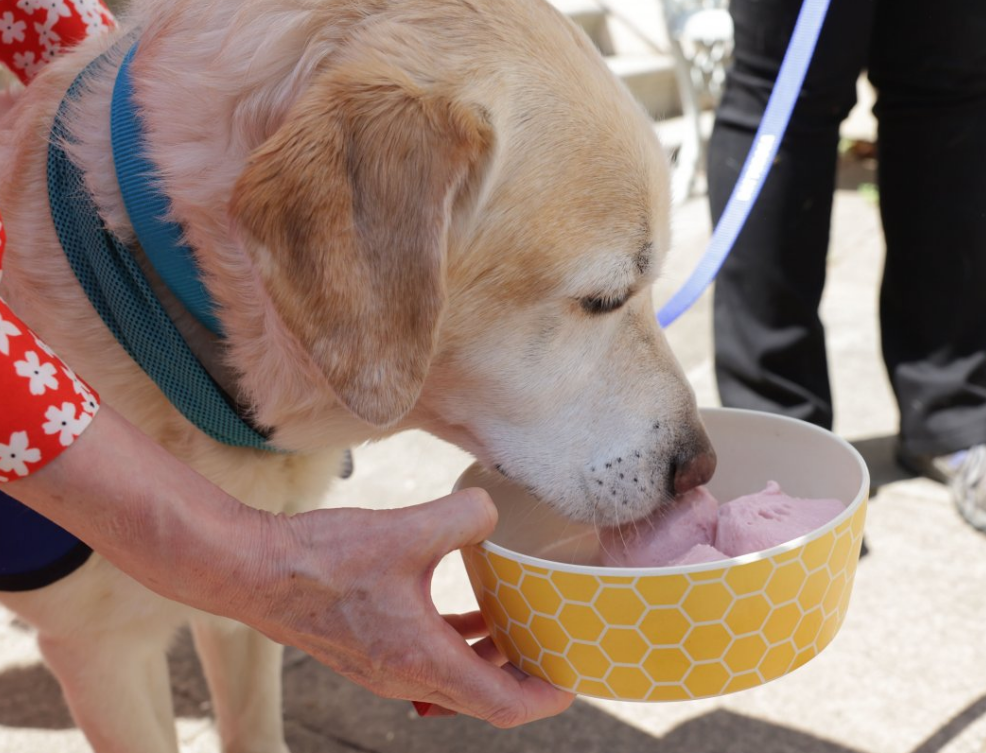 A dog enjoying a cold treat during the reception 