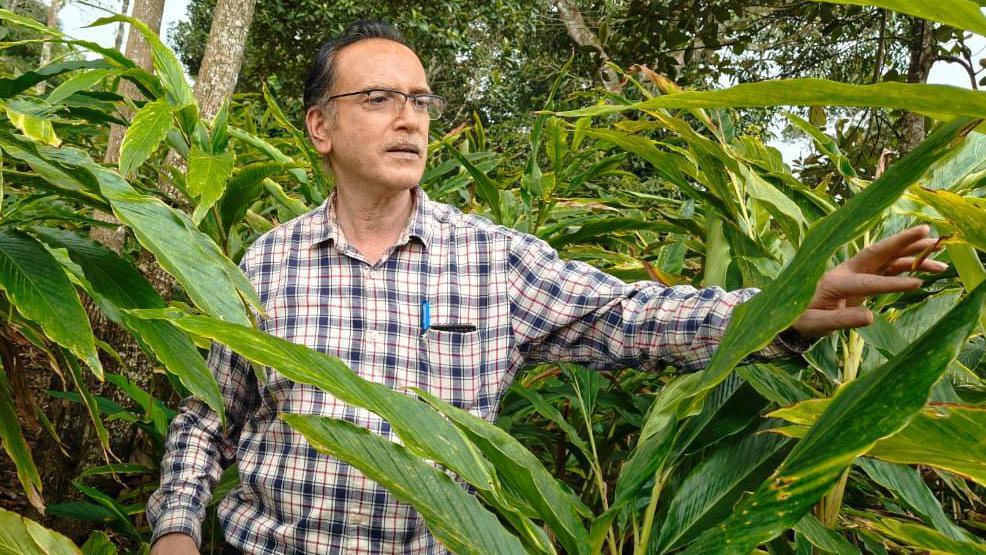 Mathews Geroge stands among cardamom plants