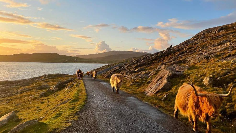 Highland cattle walking along a road