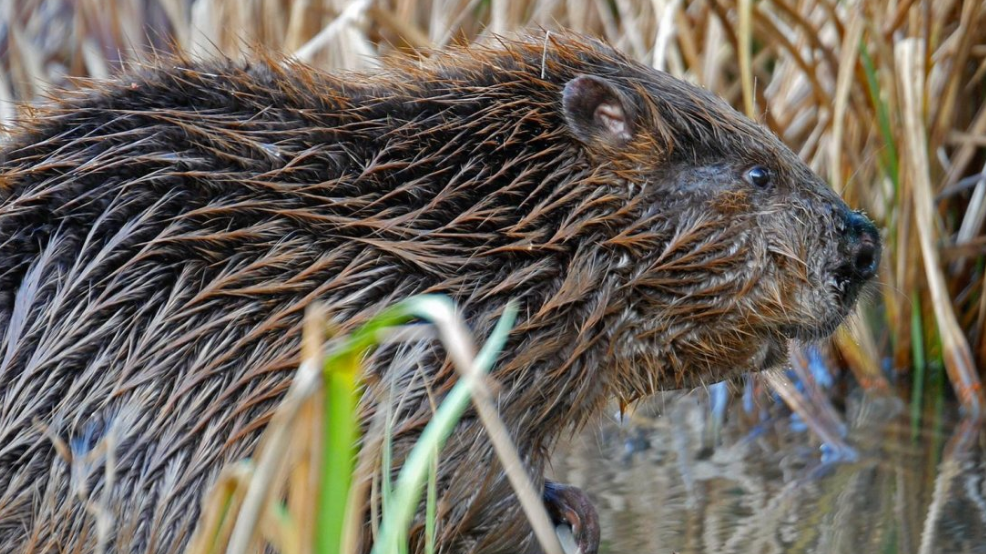 Beaver - generic