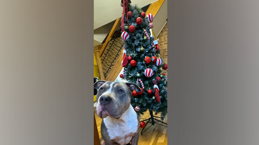 A bull-breed dog looks off from the camera, sitting in front of a Christmas tree 