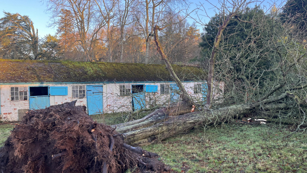 A flattened gigantic tree, uprooted and lying on the grass beside what looks like stables with blue doors. The photo looks like it's been taken in the morning sun. 