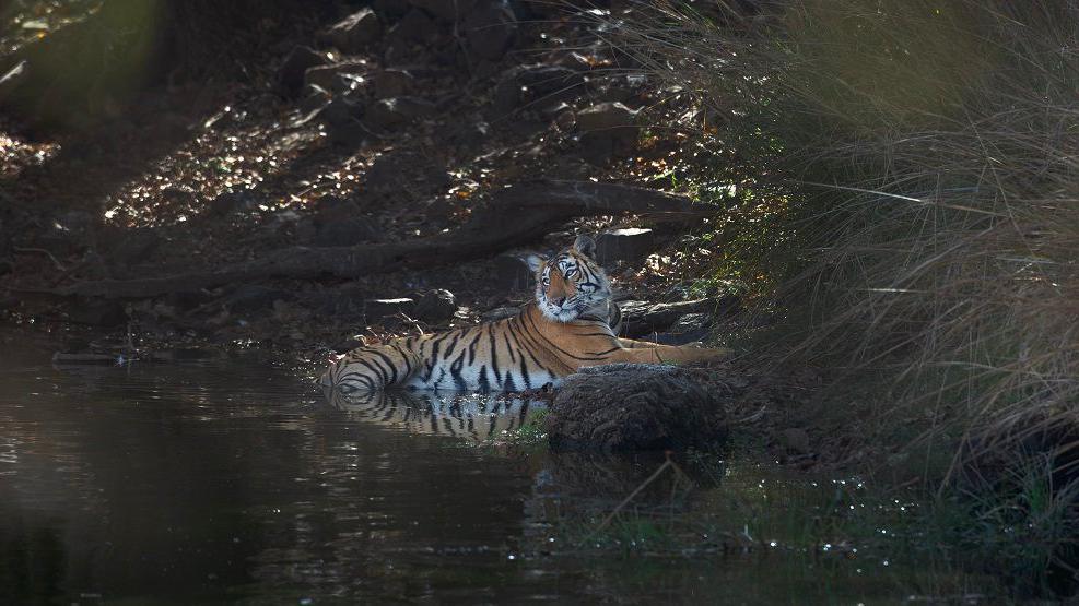 A tiger sits in a lake in Ranthambore national park, Rajasthan.