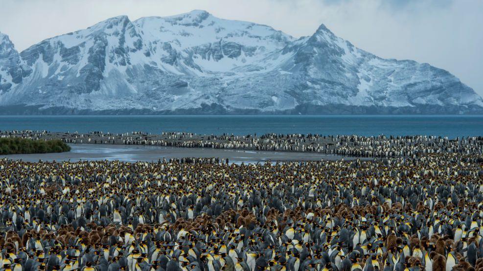 Penguins with an icy mountain in the background