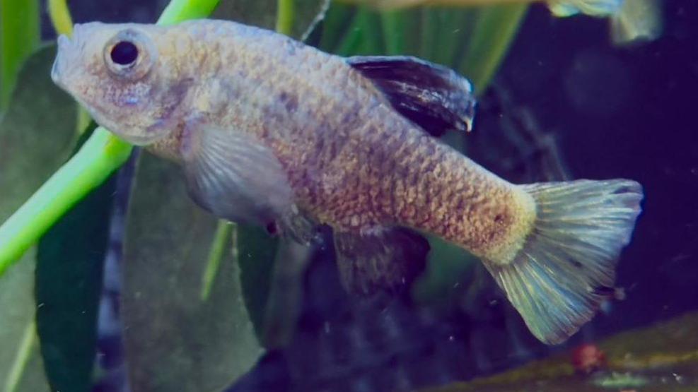 A brown medium sized fish with a large black eye and blue and maroon colours flickered through its scales