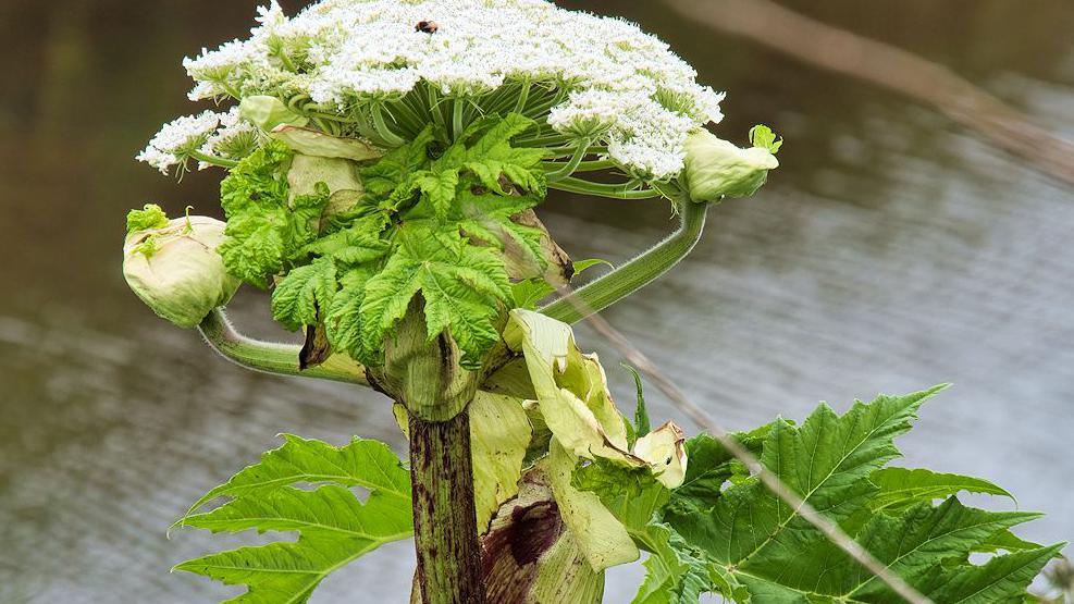 Giant Hogweed plant by a river