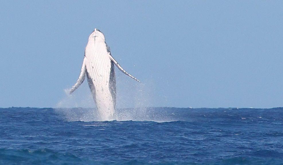 whale jumping out of water.