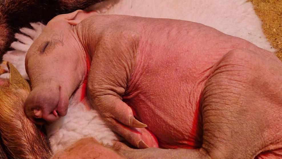 The new baby aardvark asleep