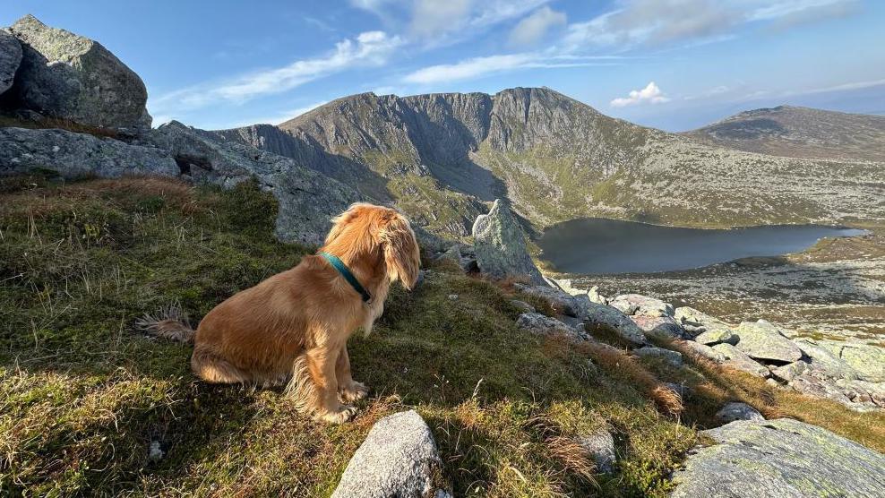 Cocker spaniel sitting down and looking towards the mountain Lochnagar
