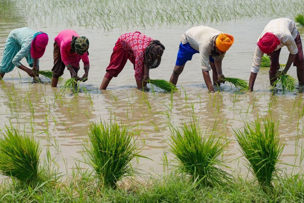 People plant rice saplings at a water-logged rice field on the outskirts of Amritsar on June 19, 2023. (