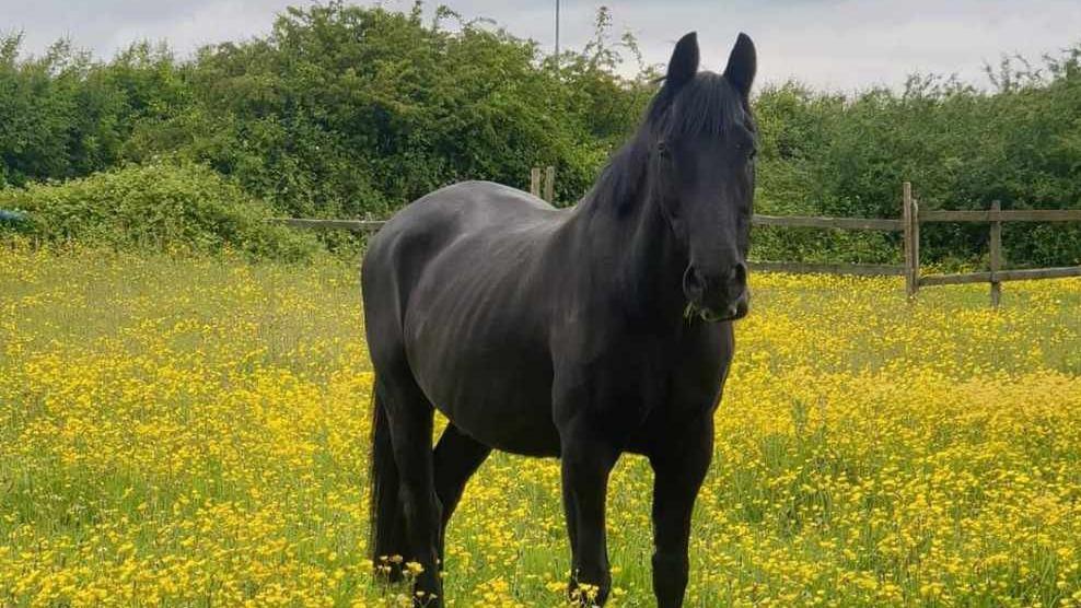 The black horse Thorne standing in a field full of yellow flowers looking at the camera