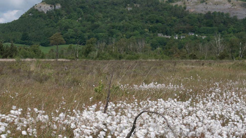 A wild bog landscape with white plants in the foreground as well as a meadow and a large hill covered in trees in the background.