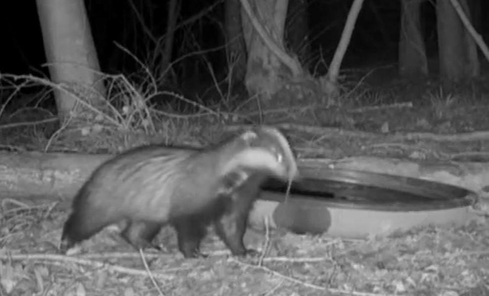 A badger eats a worm in the woods in the night