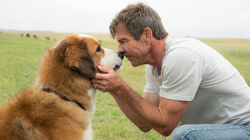 Dennis Quaid in A Dog's Purpose