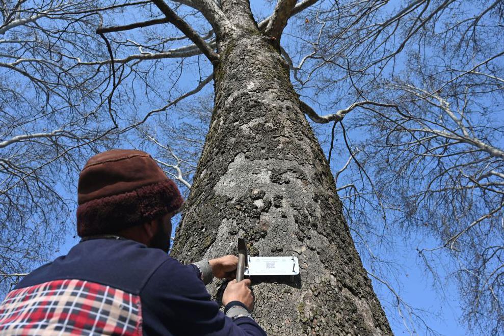 A worker installs a QR code-based GIS plate, a geo-tagging process, on a Chinar tree, as part of the tree conservation, at Nishat Bagh on January 23, 2025 in Srinagar, India.