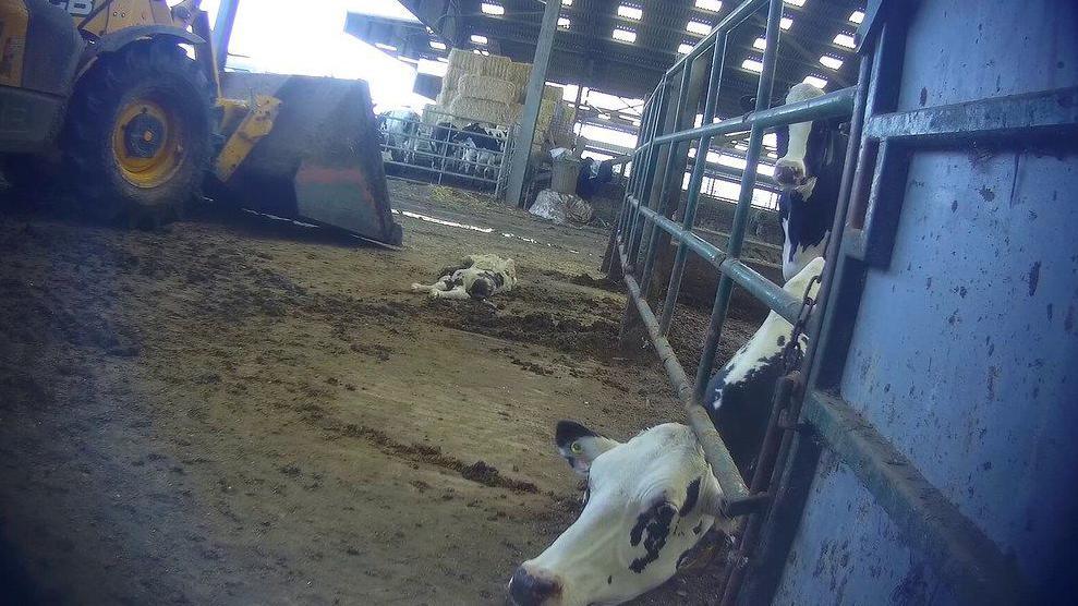 A cow poking its head through a metal fence. In the backdrop there is a dead calf lying on the floor. Behind that is a tractor with several other cows fenced off and bales of hale stacked up. 