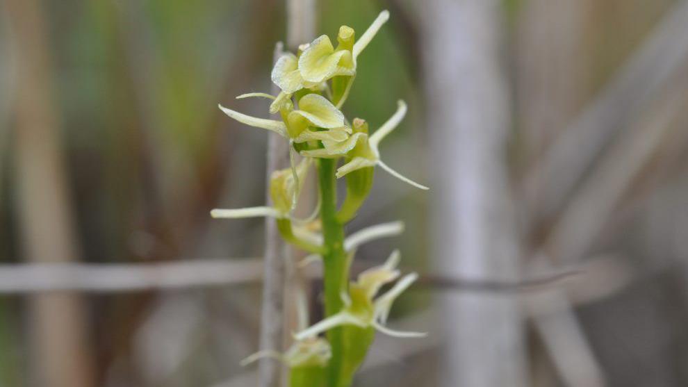 A close up of a Fen Orchid, a fine tall flower with yellow petals and a pale green stem