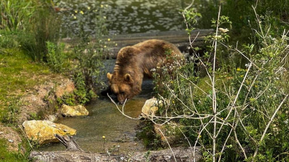 A bear in an enclosure with a waterway, grass and trees