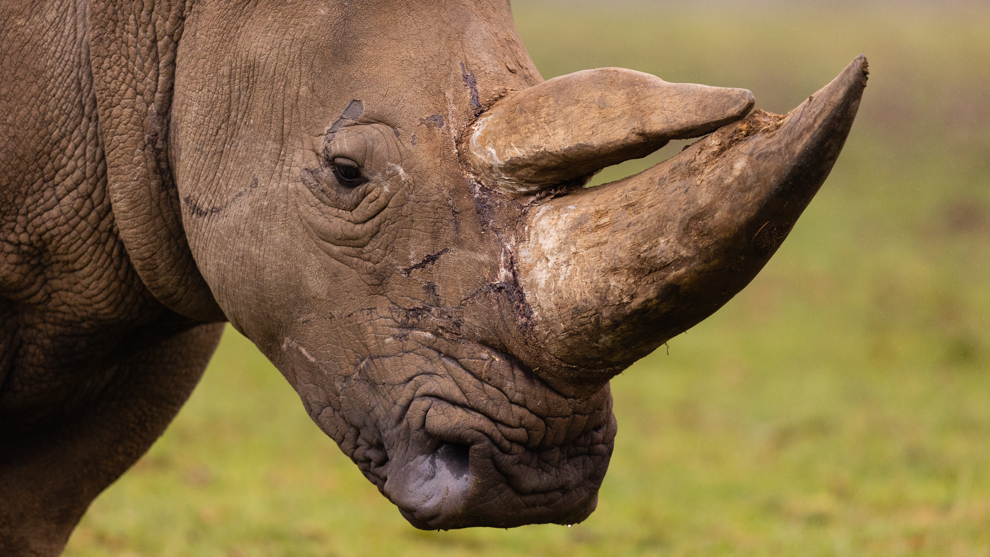 A close-up of a Southern white rhino's face from the side.