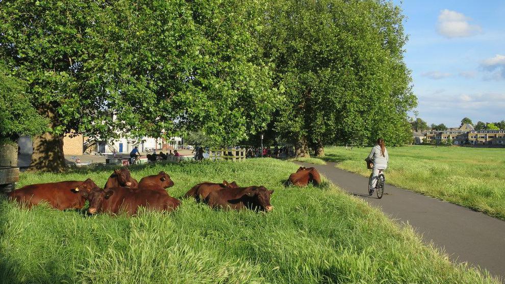 Six brown cows are lying on grass next to a path where a woman is cycling in the opposite direction. The cows are lying near a row of trees, and behind the trees are houses.