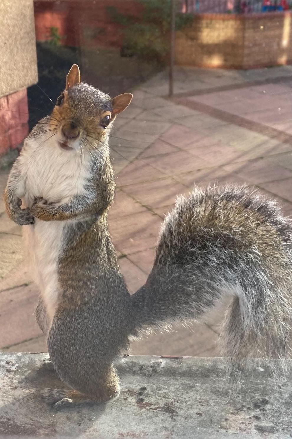 Squirrel in Glasgow