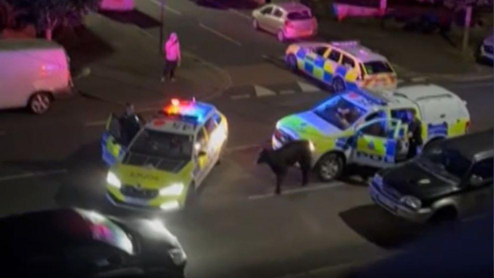 A calf is seen between two police cars in a dark residential street