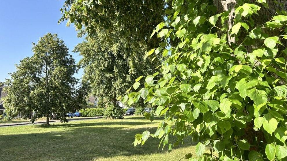 Mature trees on a grassy central strip of road, with houses just glimpsed behind. It is a sunny day and the sky is blue, with the trees casting shade on the grass.