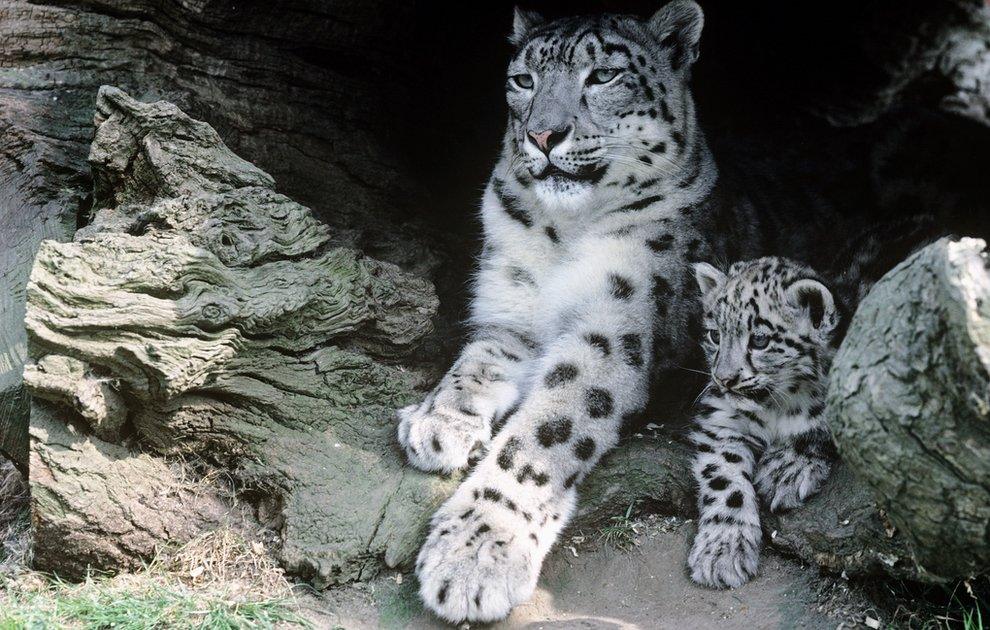 snow leopard