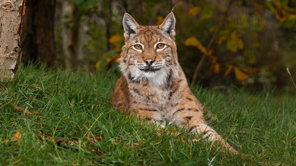 Petra the lynx at The Big Cat Sanctuary