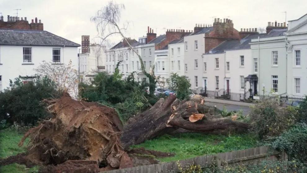 Fallen tree in Portland Place West, Leamington Spa. The tree is on the ground with its roots visible and mud can be seen around the roots. It is on an area of green with some small trees and the are is surrounded by white terraced houses. 