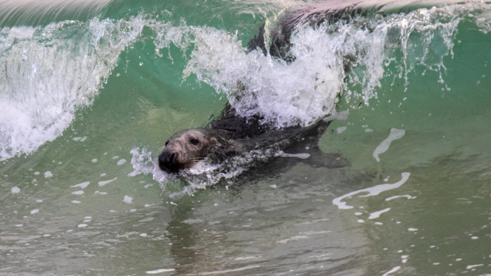 A seal swimming in a wave in the sea. The wave is curling up over the seal and the seal's head is protruding from the front of the wave. 