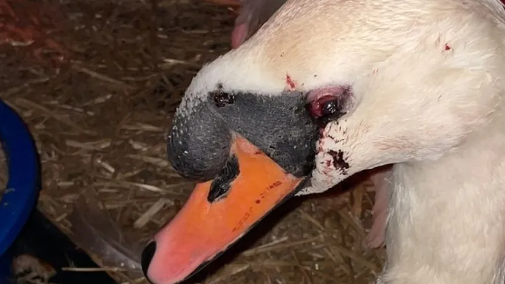 Swan at Shepperton Sanctuary recovering from a catapult attack. The bird has a large bruise around its eye.