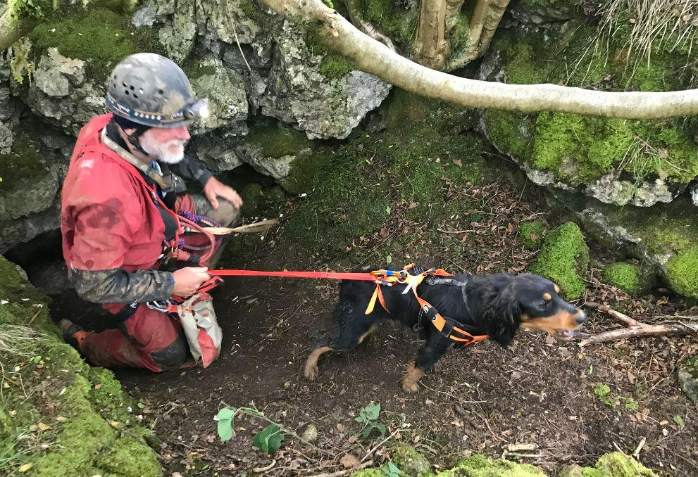 the dog after being rescued 