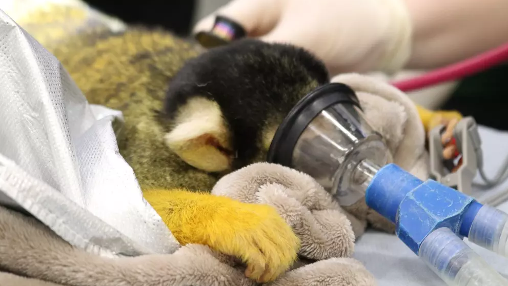 Black-capped squirrel monkey Nuka, which has black fur on its head and bright yellow fur on its arms, wearing a tiny sedation mask during the treatment as a vet reaches over with a stethoscope in the background