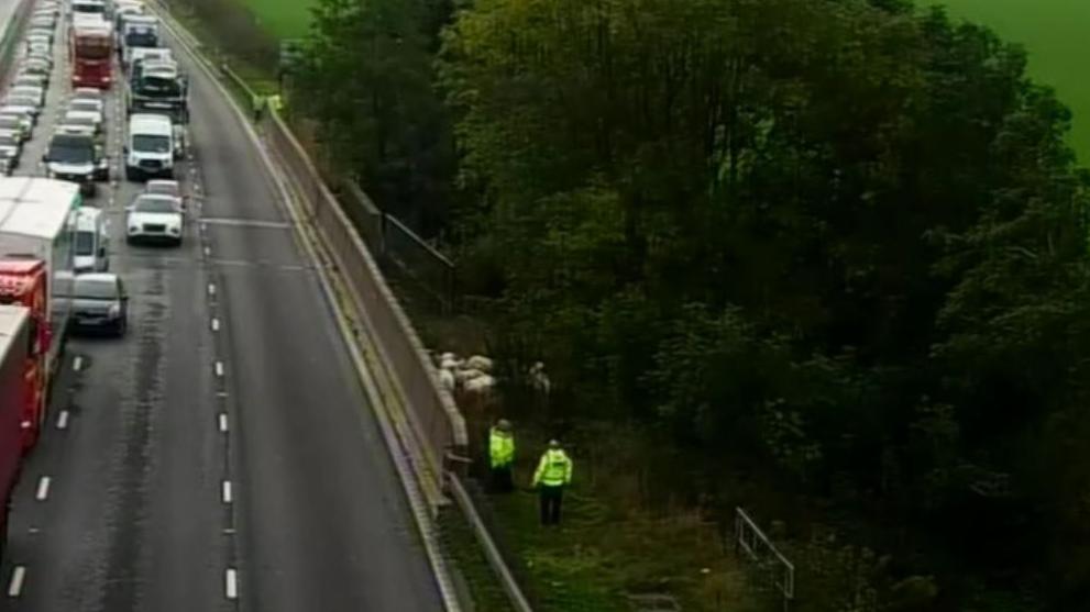 Traffic officers in high-vis jackets attempt to round up half a dozen sheep close to a carriageway on the M6. One lave seems to be closed to traffic