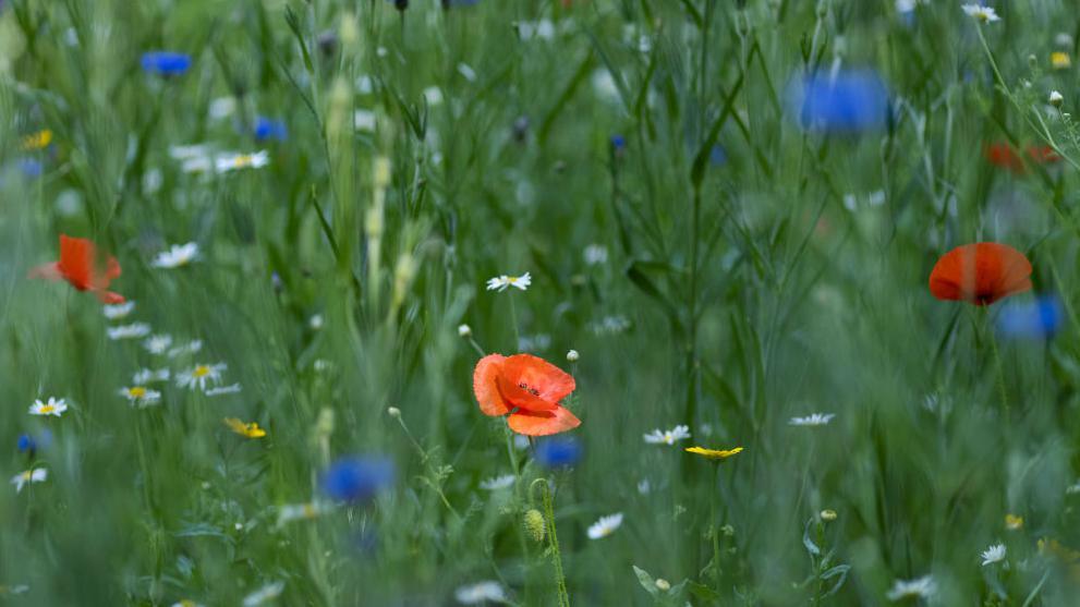 Wildflowers