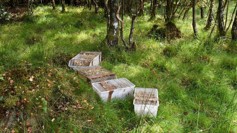 Four boxes in the middle of a grassy clearing. The boxes look to be filled with hay and have grate lids. Thin tree trunks surround the boxes.
