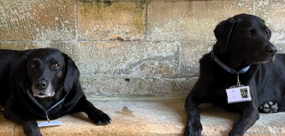 Two labradors sitting on the Abbey floor