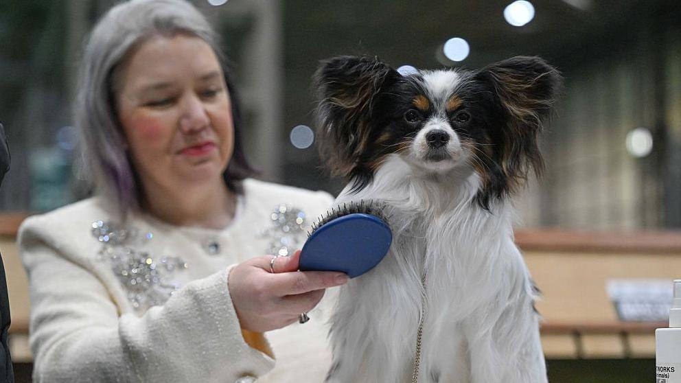 a dog being groomed in crufts