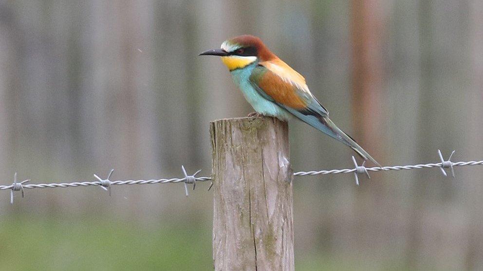 Bee-eater