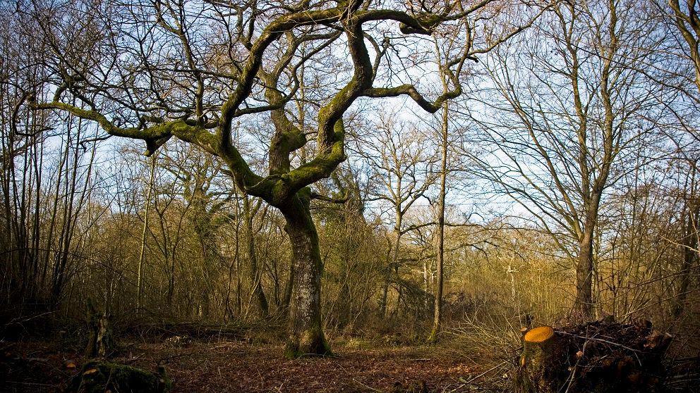 A woodland in autumn, trees without leaves with one, larger older tree in the middle as the focus and some piles of branches at the edge.